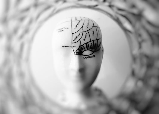 Head of an anatomy dummy with different regions of the brain written on it