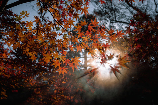 Sun shining through autumn leaves